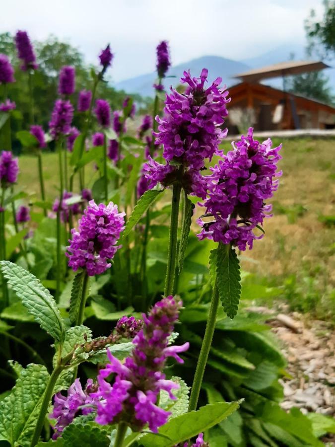 Apartamento Semi Al Vento: La Bio-Casa Nel Giardino Incantato! Paesana Exterior foto